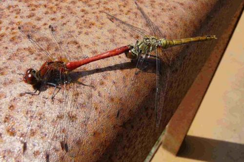 Sympetrum sanguineum
